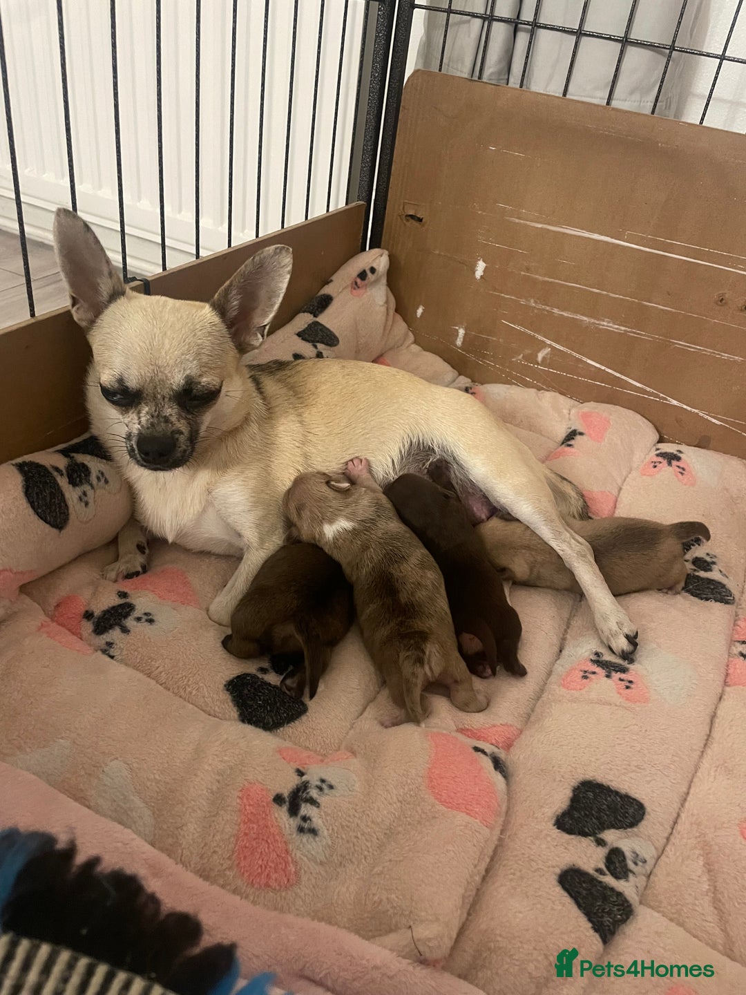 Chihuahua dogs for sale: Almost 11 month old boy chihuahua  - Image 5