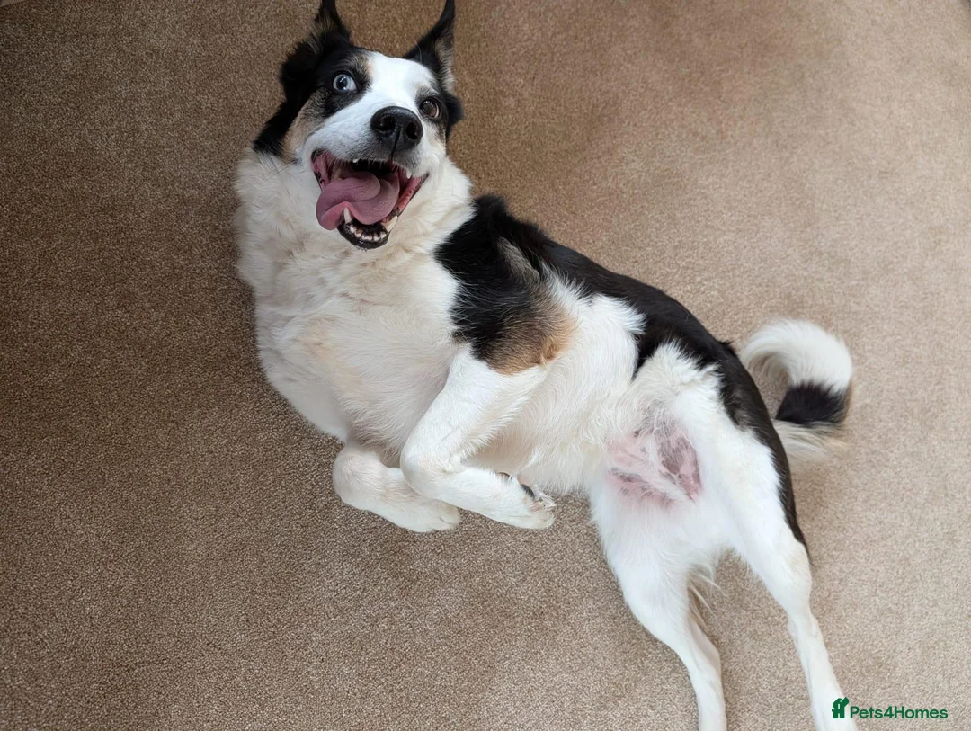 Border Collie dogs for sale: Meg the Border Collie for Adoption - Advert 9