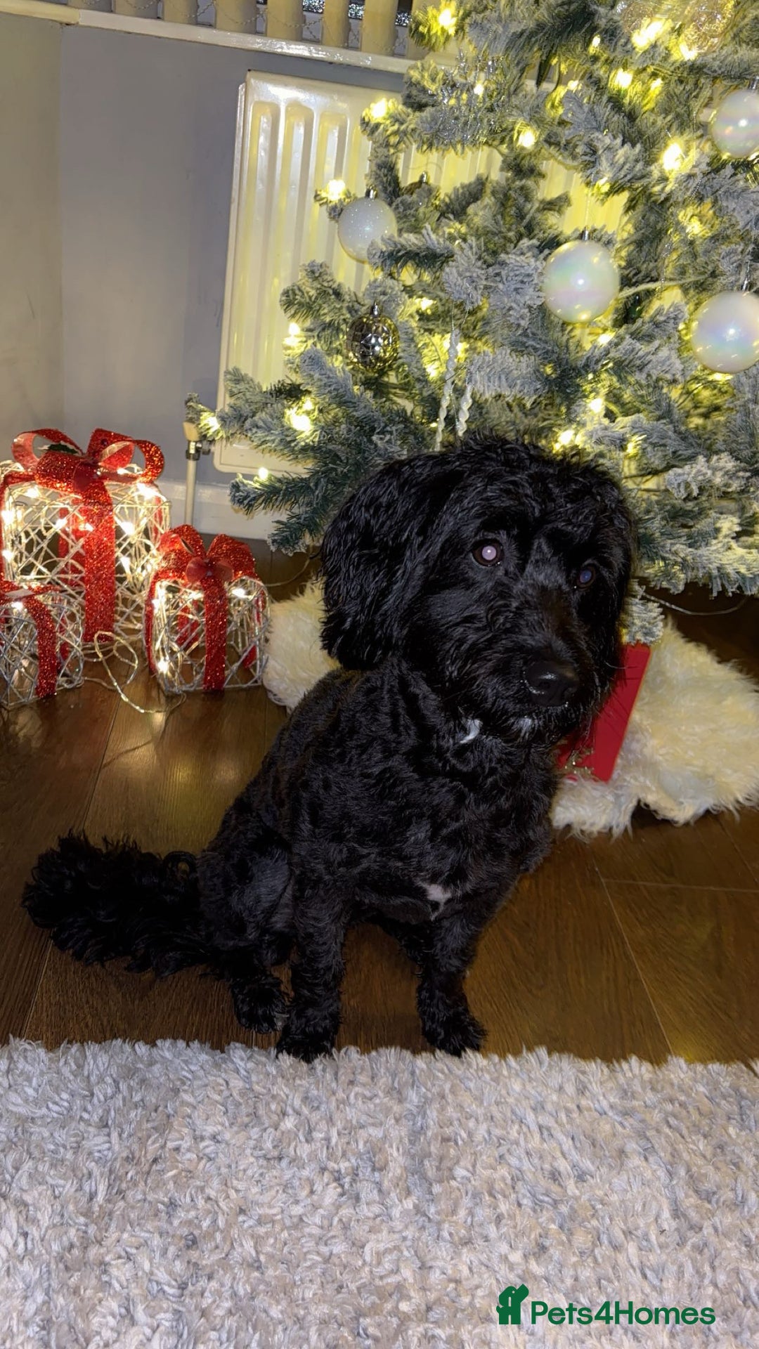 Cavapoo dogs for sale: Mabel  - Advert 3