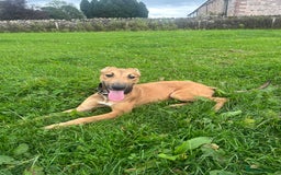 Mixed Breed dogs for sale: Spike - Image 3