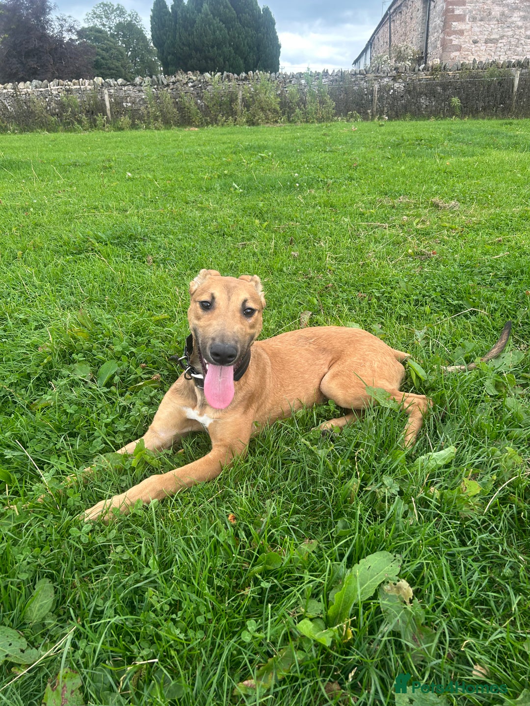 Mixed Breed dogs for sale: Spike - Image 3