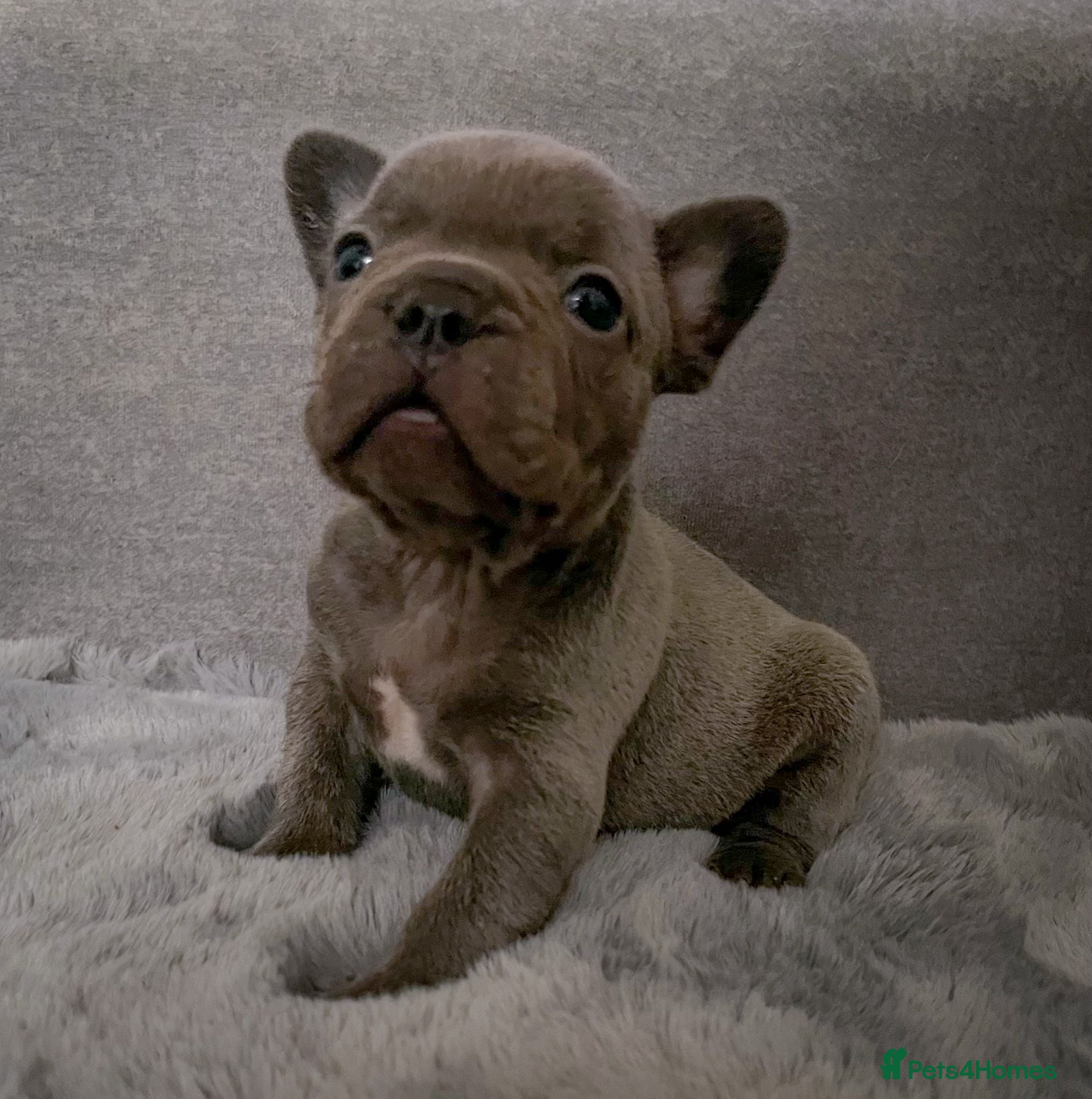 French Bulldog dogs for sale: Chunky puppies in Grays - Advert 6