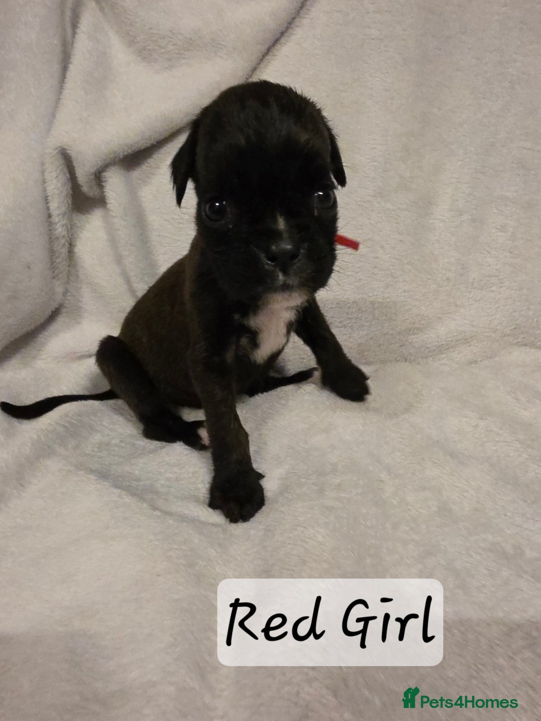 Boxer dogs for sale: Part European quality KC Reg Boxers - Advert 11