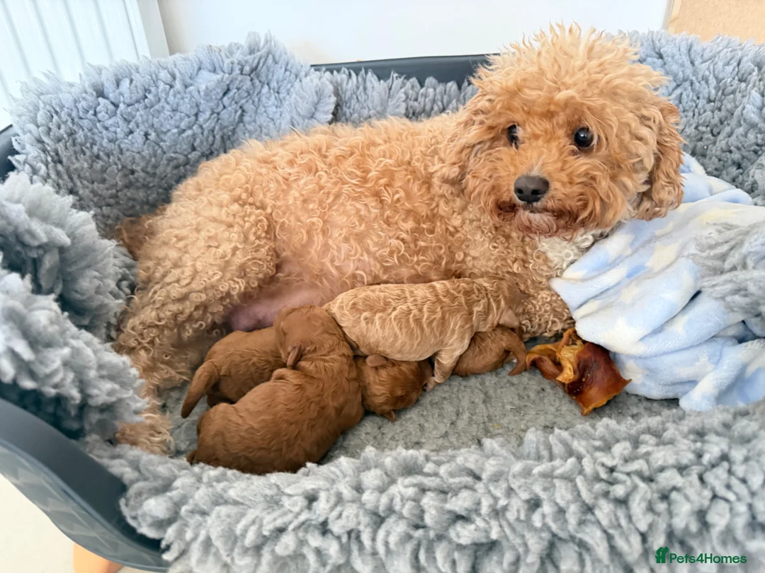 Cavapoochon dogs for sale: Toy cavapoochon puppies for sale  - Advert 2