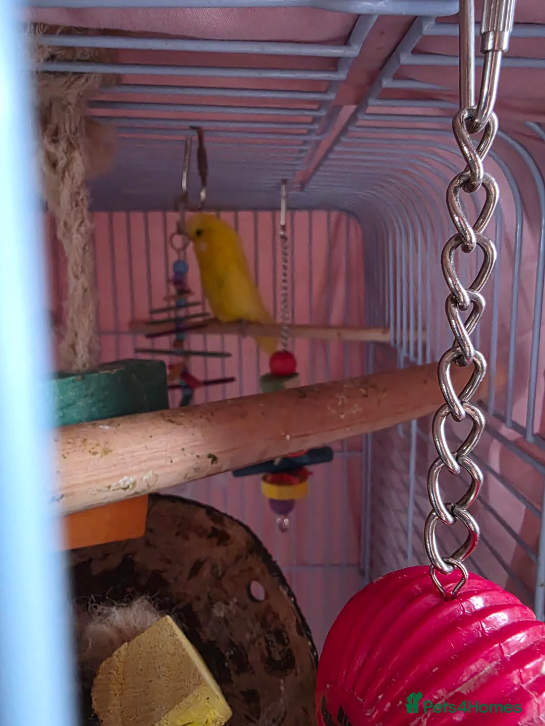 Budgerigars birds for sale: 2 budgies and 1 kakariki in Swadlincote - Advert 2