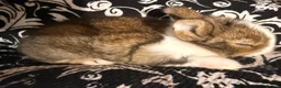 Netherland Dwarf rabbits for sale: Baby bunnies for sale  - Advert 8