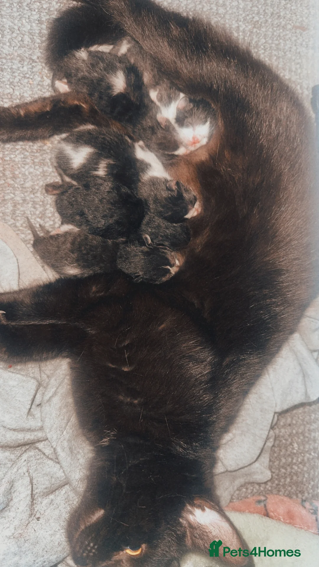 Mixed Breed cats for sale:  2 boys /5 girls (Kittens) - Advert 7