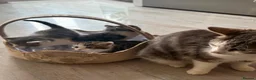 Mixed Breed cats for sale: Mixed Breed Kittens 🐈 - Advert 2