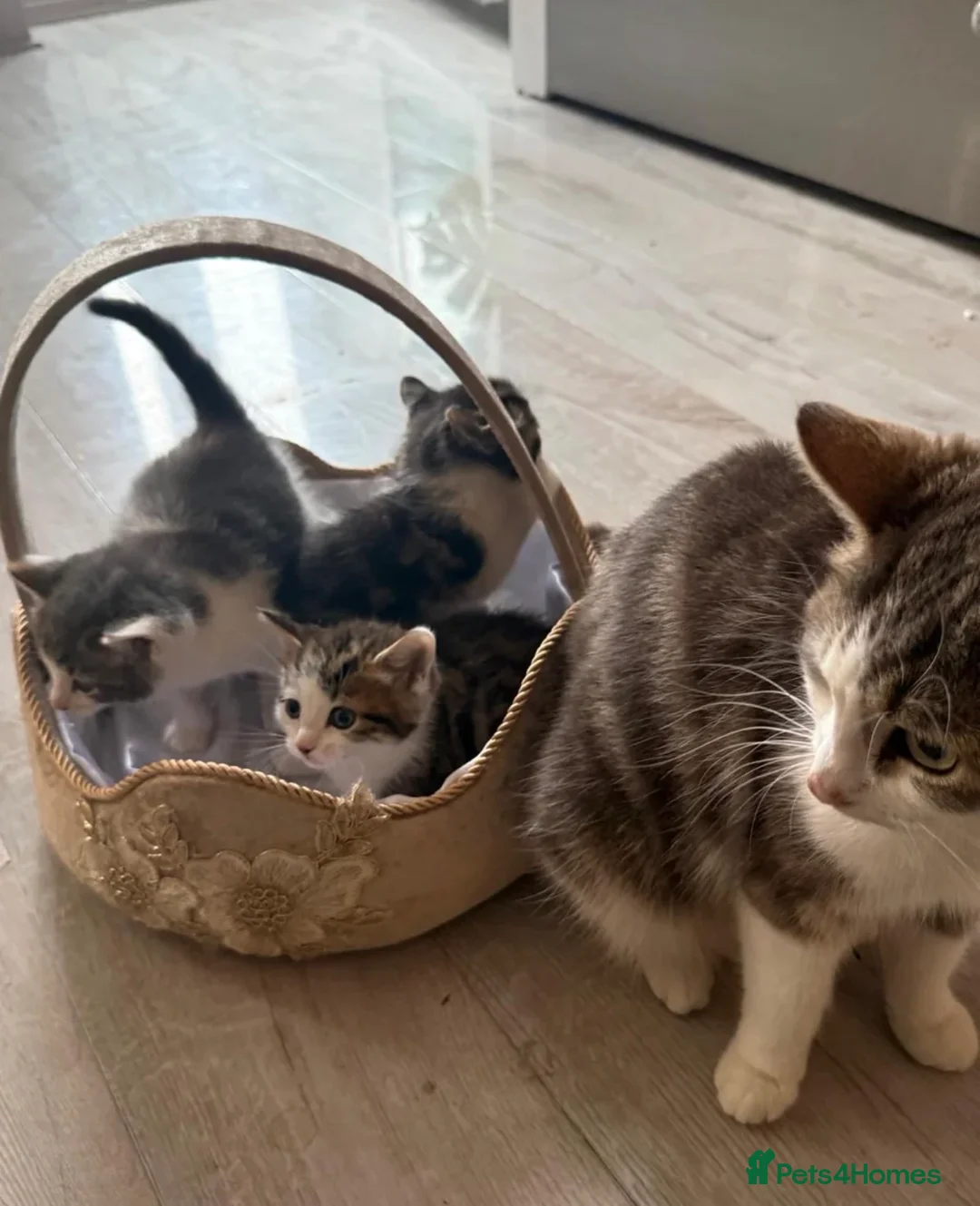 Mixed Breed cats for sale: Mixed Breed Kittens 🐈 - Advert 2