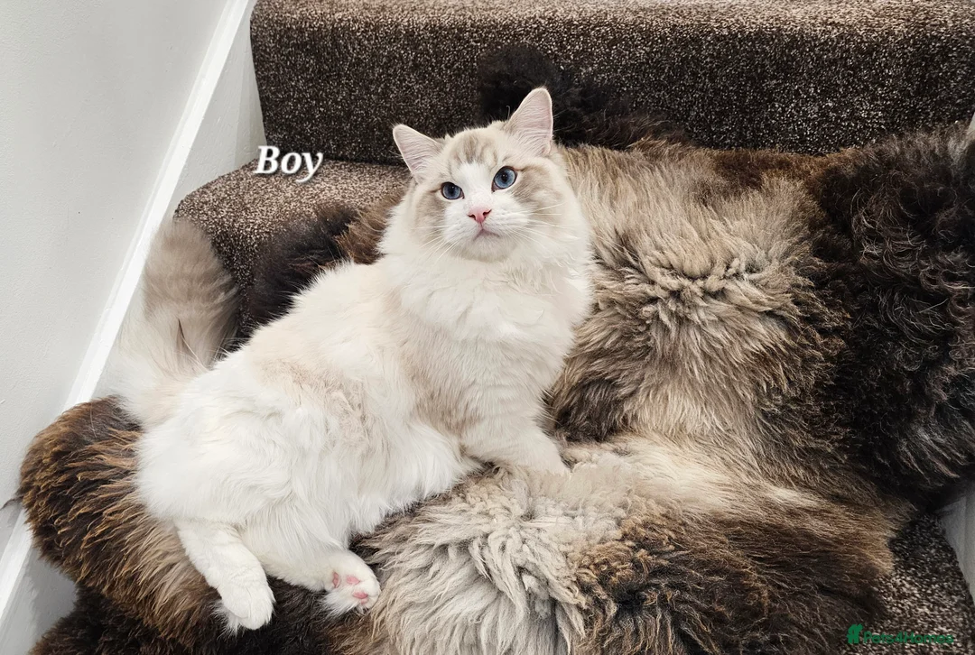 Ragdoll cats for sale: BOY ACTIVE GCCF  - Advert 5