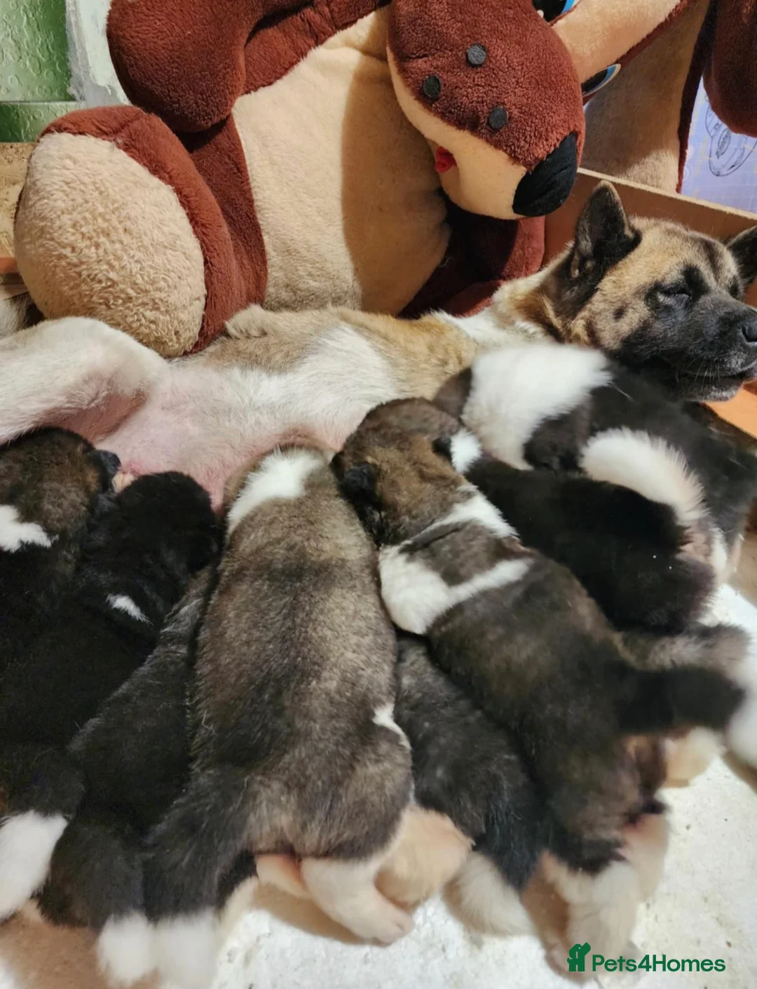 Akita dogs for sale: American Akita Male  - Advert 4