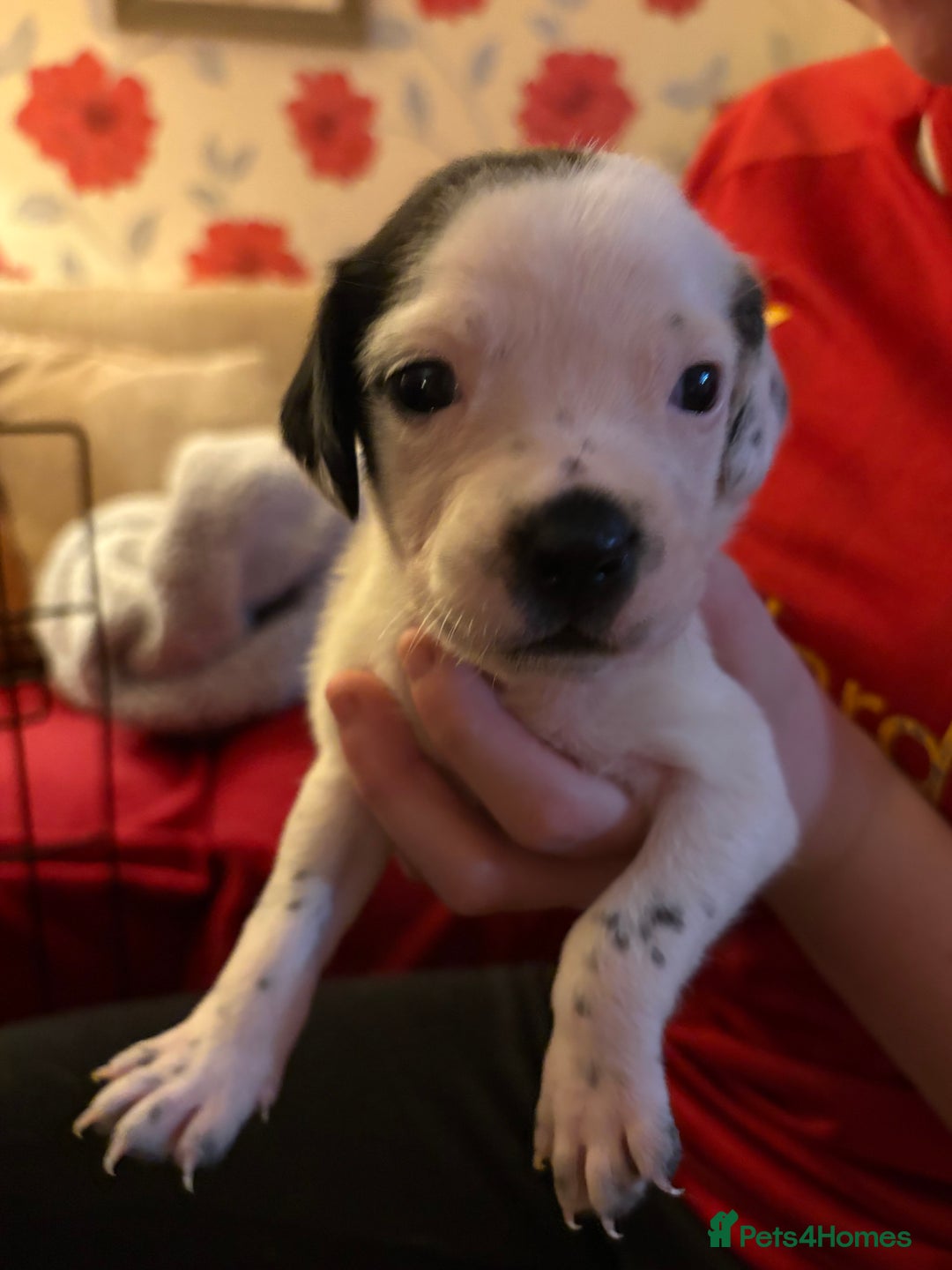 Mixed Breed dogs for sale: Adorable puppys - Advert 8