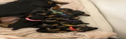 Dachshund dogs for sale: Dachshund pups black and tan - Advert 1