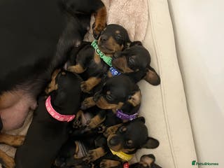 Dachshund dogs Dachshund pups black and tan - Advert 3