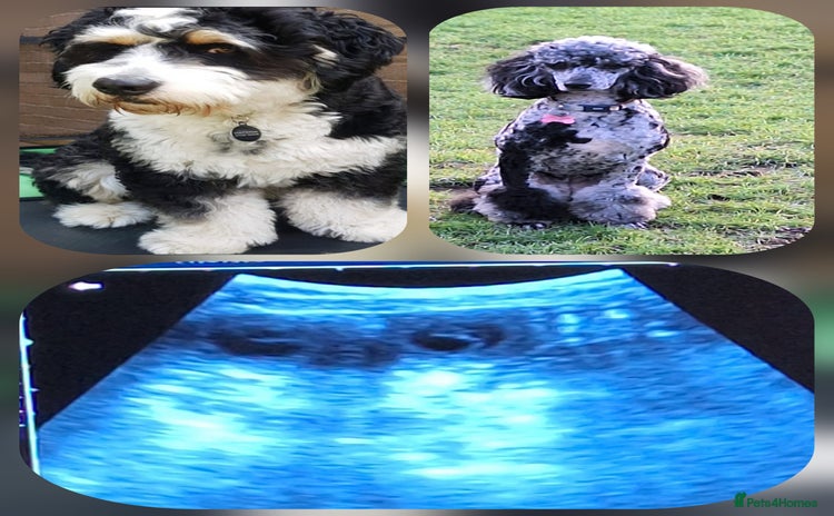 Bernedoodle dogs - Advert 1
