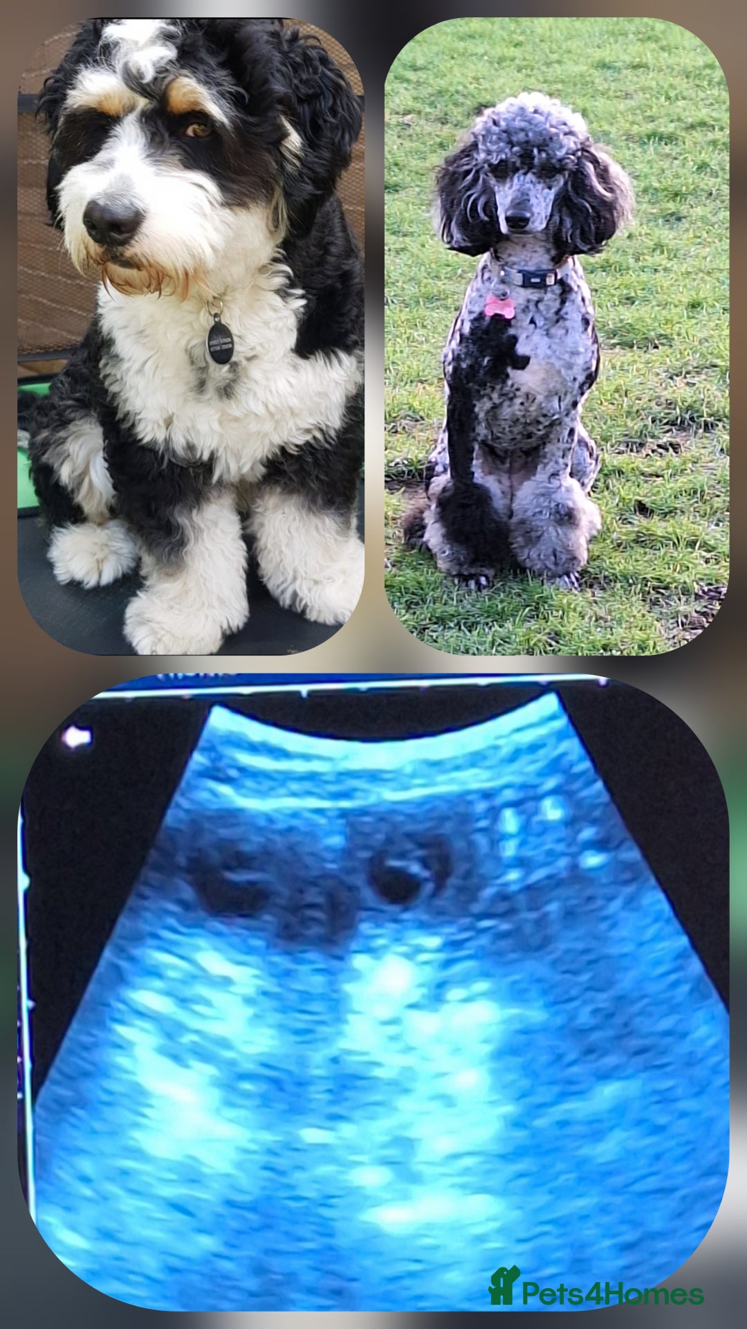 Bernedoodle dogs for sale: 🐾🐾WAITING LIST for Miniature Bernedoodles 🐾🐾 - Image 1
