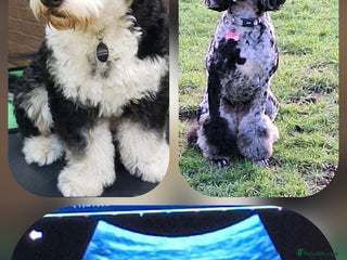 Bernedoodle dogs - Advert 13