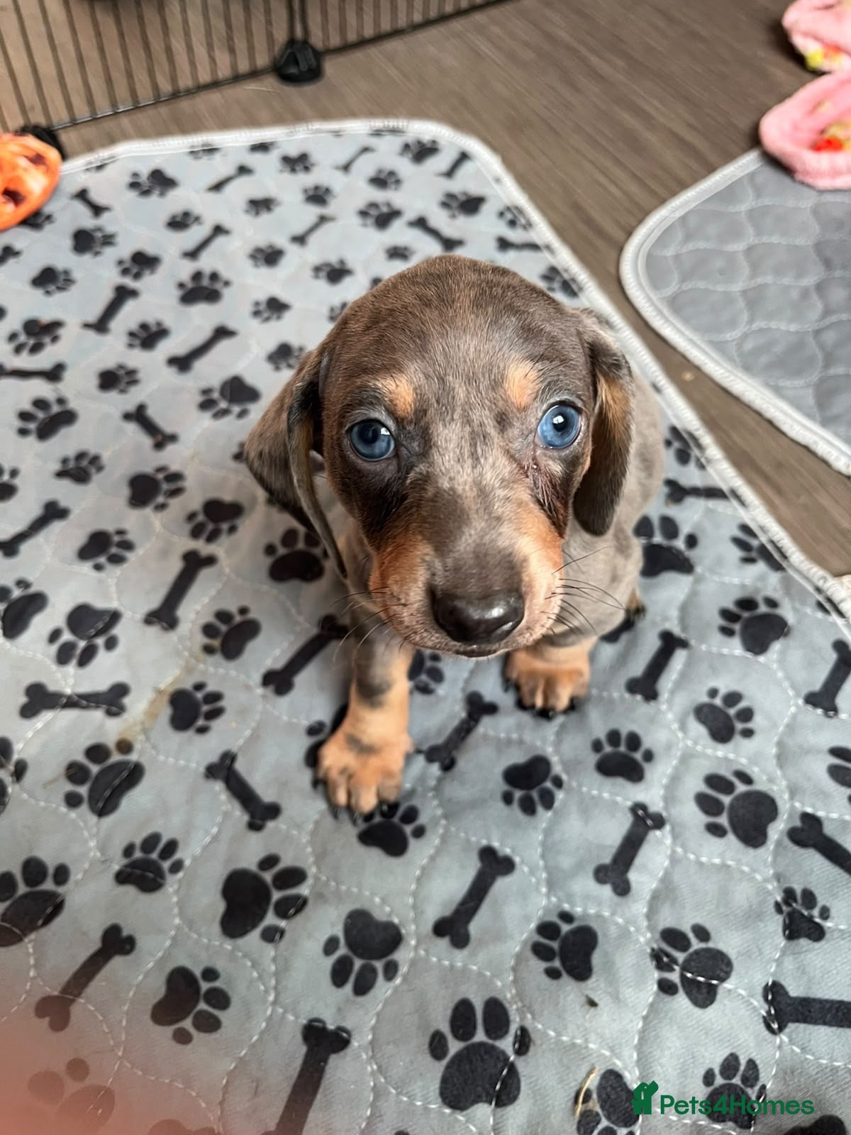 Dachshund dogs Tri silver dapple dachshunds ❤️ - Advert 6