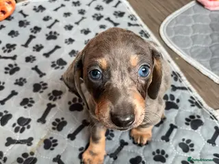 Dachshund dogs Tri silver dapple dachshunds ❤️ - Advert 6