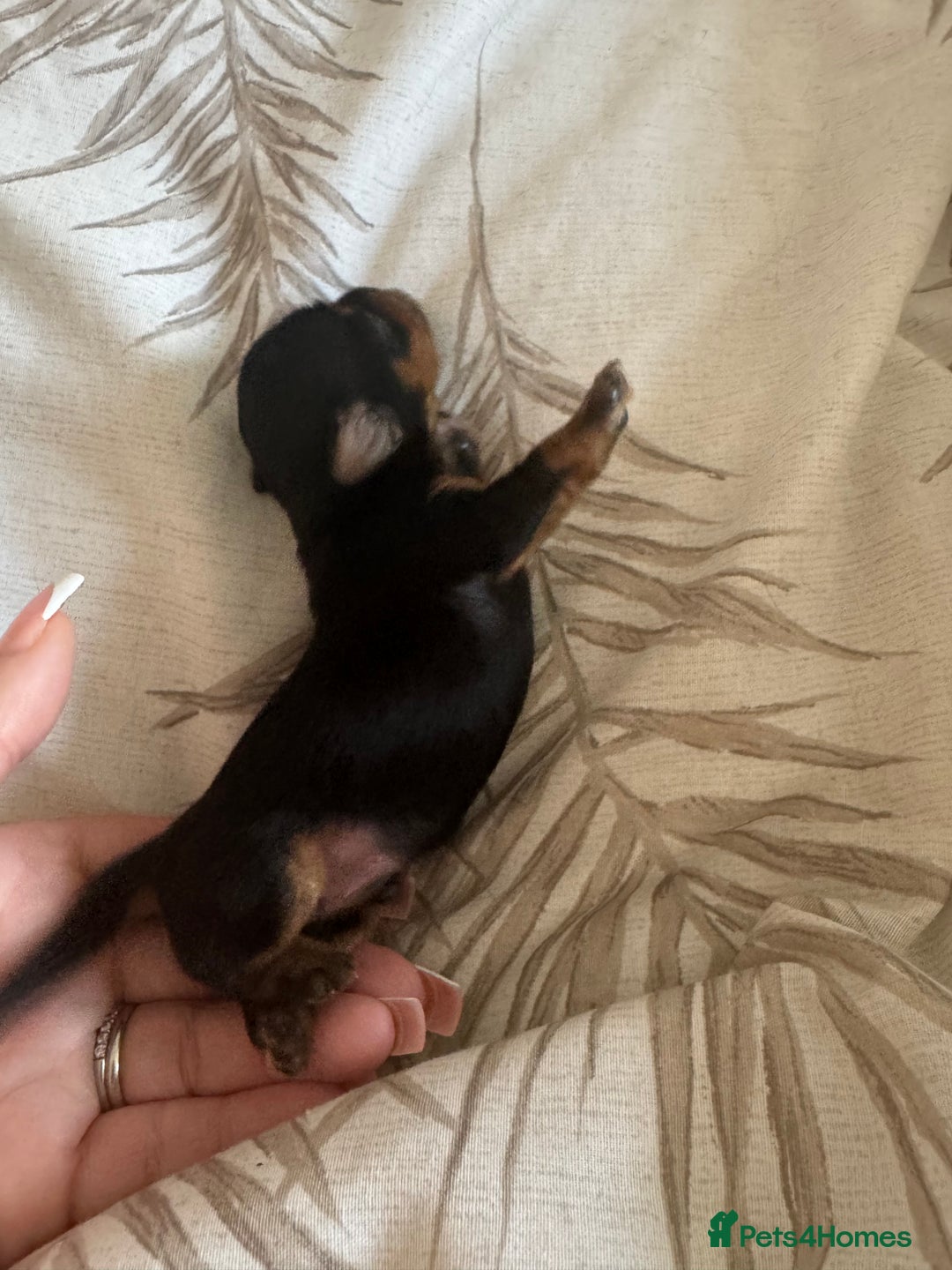 Yorkshire Terrier dogs for sale: Yorkshire Terrier Puppies  - Advert 33