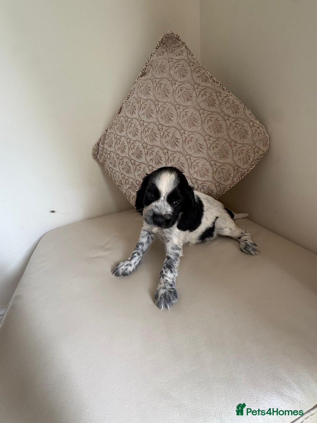 Cocker Spaniel dogs for sale: blue roam cocker spaniels - Image 5