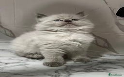 Ragdoll cats for sale: 💛💛💛Ragdolls💛💛💛 - Image 5