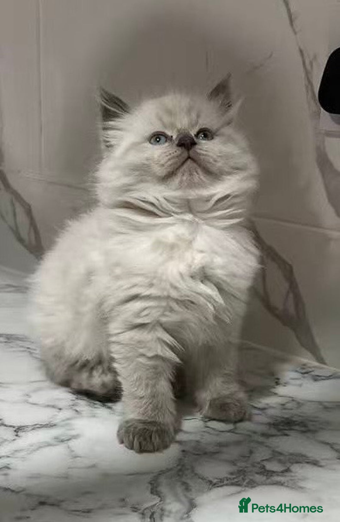 Ragdoll cats for sale: 💛💛💛Ragdolls💛💛💛 - Image 5