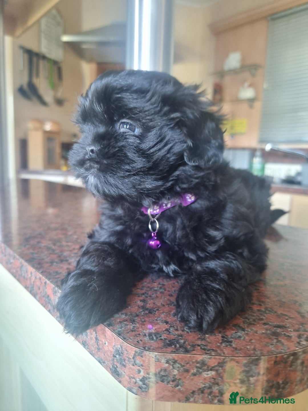 Shih Tzu dogs for sale: Shih tzu - Image 9