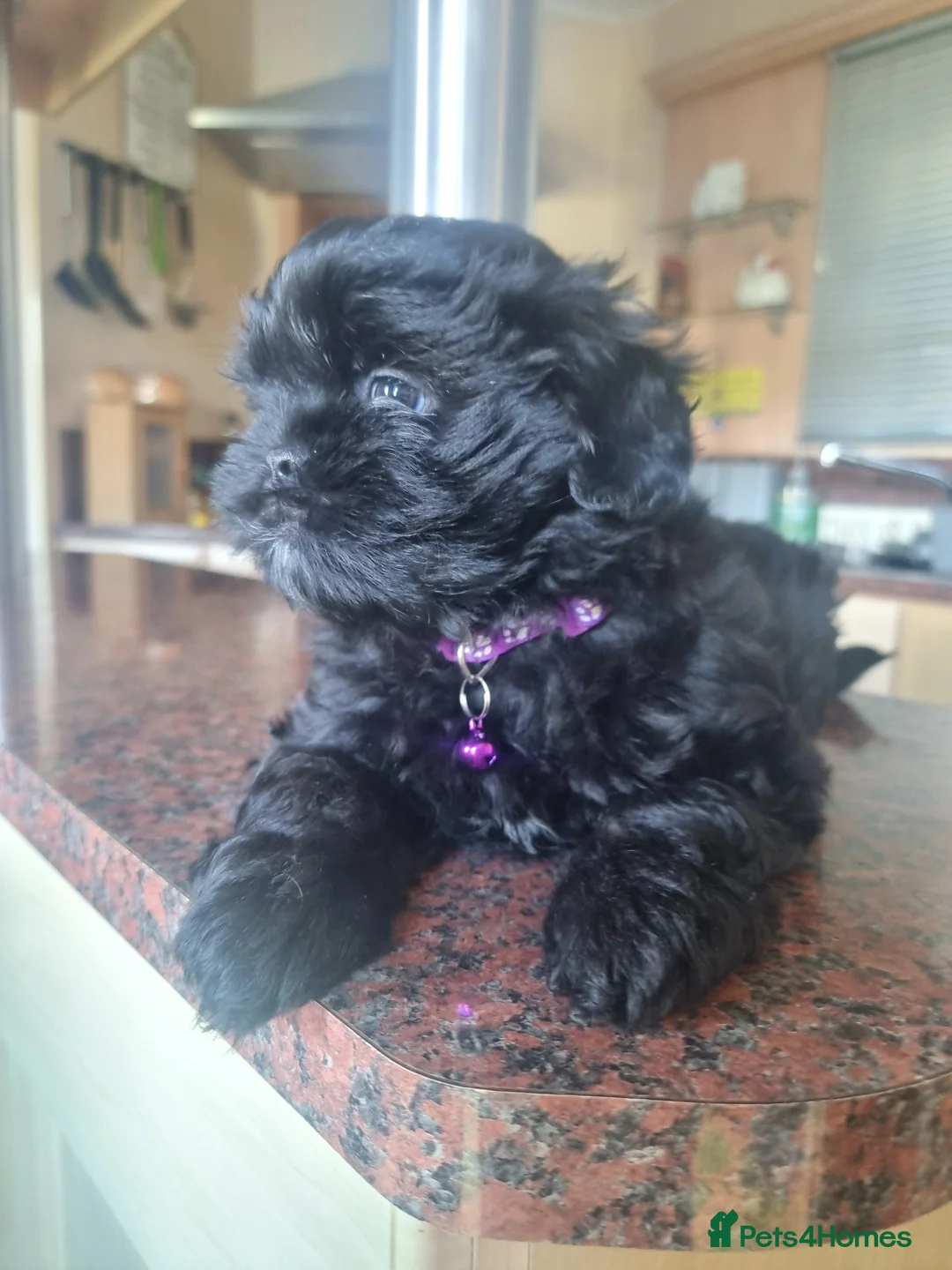 Shih Tzu dogs for sale: Shih tzu - Advert 9