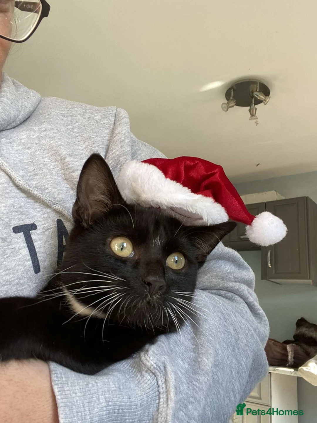 Domestic Shorthair cats for sale: Male black haired  in Malvern - Advert 1