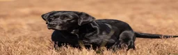 Labrador Retriever dogs for sale: Cornerdray - Working Labrador Retriever Puppies - Advert 5