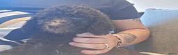 Cockapoo dogs for sale: Our Murphy in Billingham - Advert 7