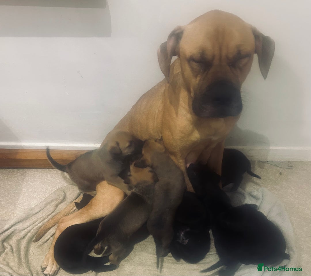 Mixed Breed dogs for sale: Presa shepherds  - Advert 13