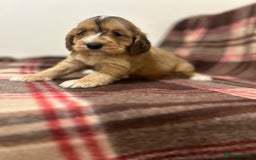 Cockapoo dogs for sale: stunning toy cockapoo  - Advert 12