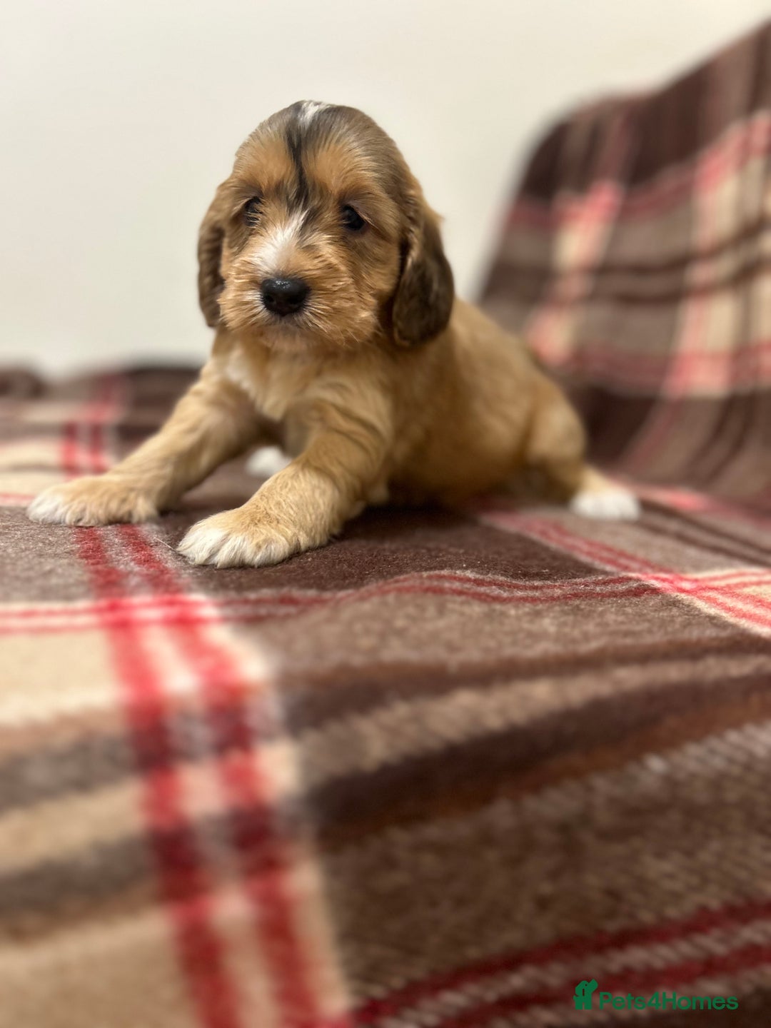 Cockapoo dogs for sale: stunning toy cockapoo  - Advert 12