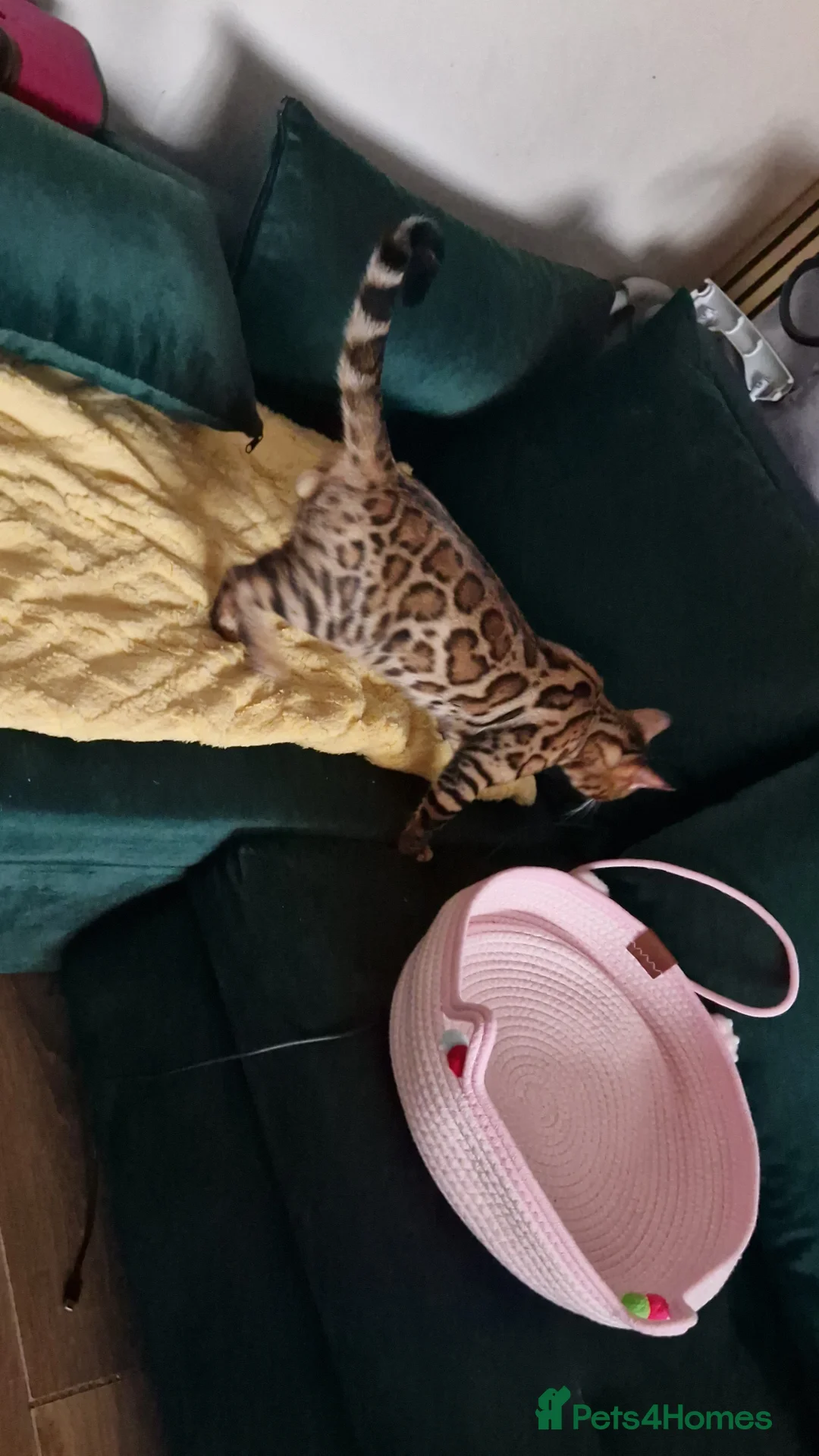 Bengal cats for sale: Active Tica registered boy😍 - Advert 15