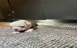 French Bulldog dogs for sale: ♥️Litter of 6 French Bulldog Puppies♥️ - Advert 33