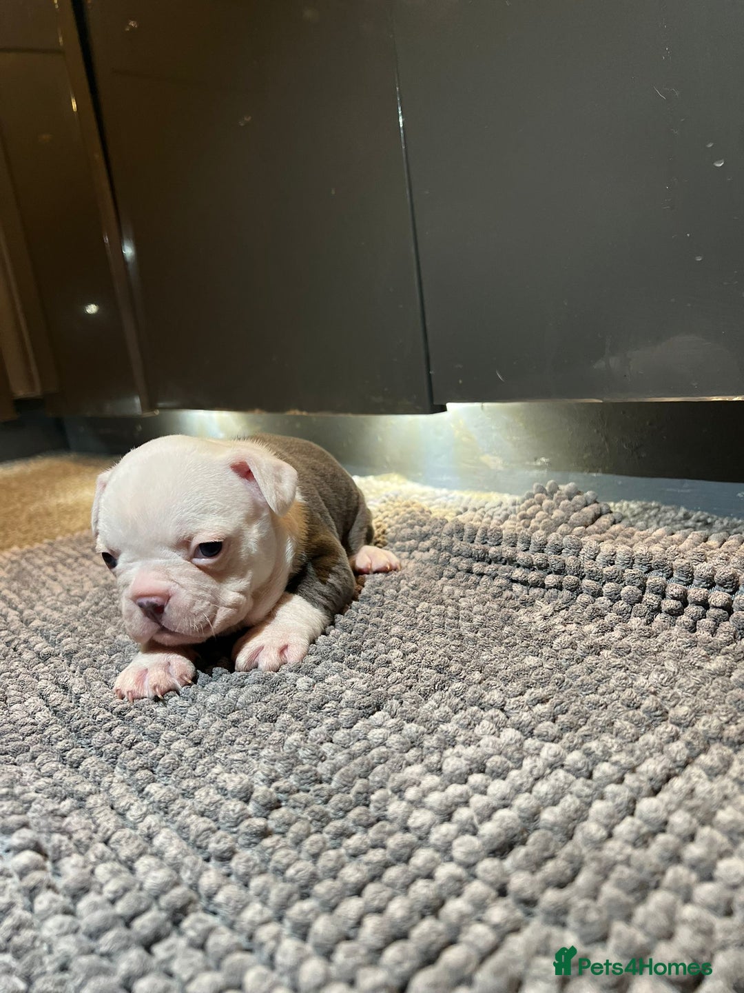 French Bulldog dogs for sale: ♥️Litter of 6 French Bulldog Puppies♥️ - Advert 33