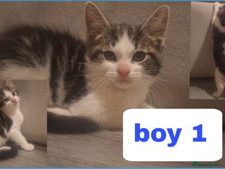 Mixed Breed cats Hes waiting for his forever home! Sweet and cute! - Advert 5