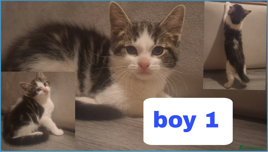 Mixed Breed cats for sale: kittens waiting for you! Sweet and cute.   - Advert 3