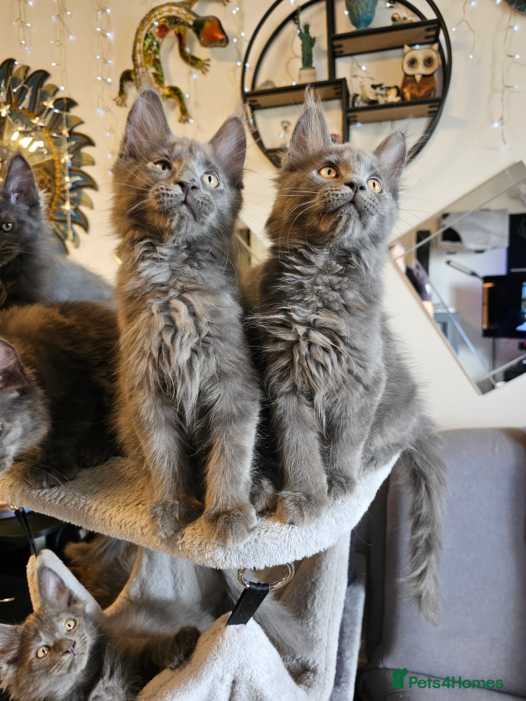 Maine Coon cats for sale: 🔥*Stunning Litter of 8💎Solid Blue Maine Coon*🔥  - Image 8