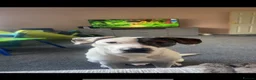 Mixed Breed dogs for sale: Rosco - Advert 1