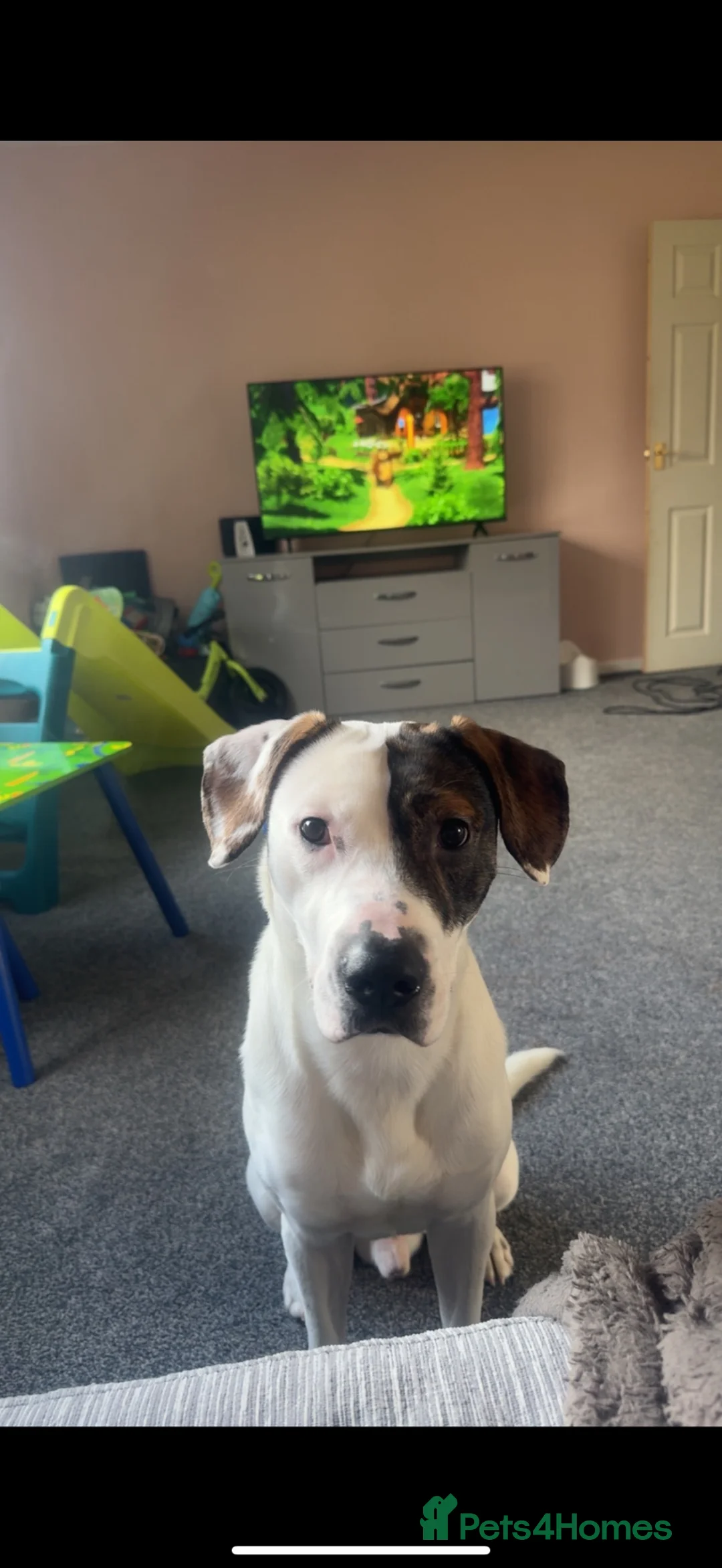 Mixed Breed dogs for sale: Rosco - Advert 1