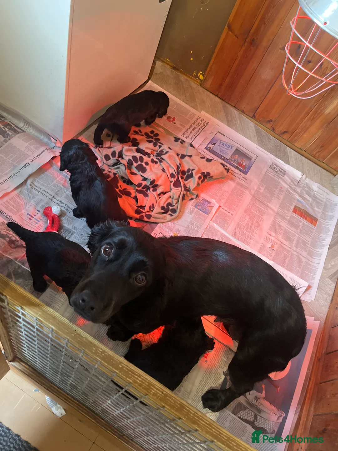 Cocker Spaniel dogs for sale: MOELFAMAU / MAESYDDERWYN PUPS - Advert 1