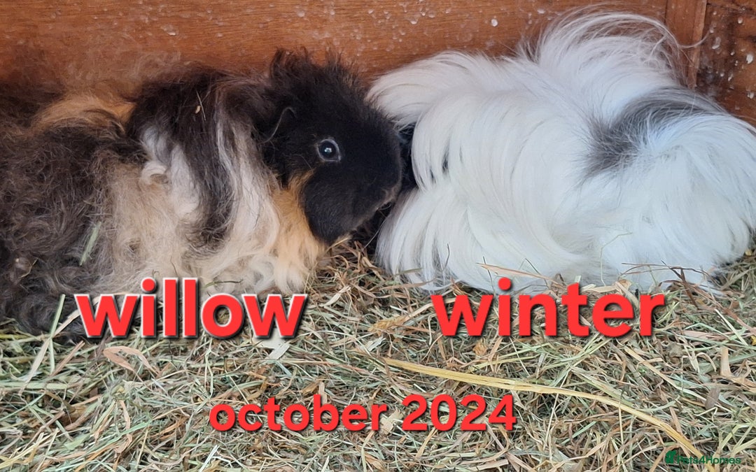 Guinea Pig rodents for sale: Rescue guinea pigs  - Image 3