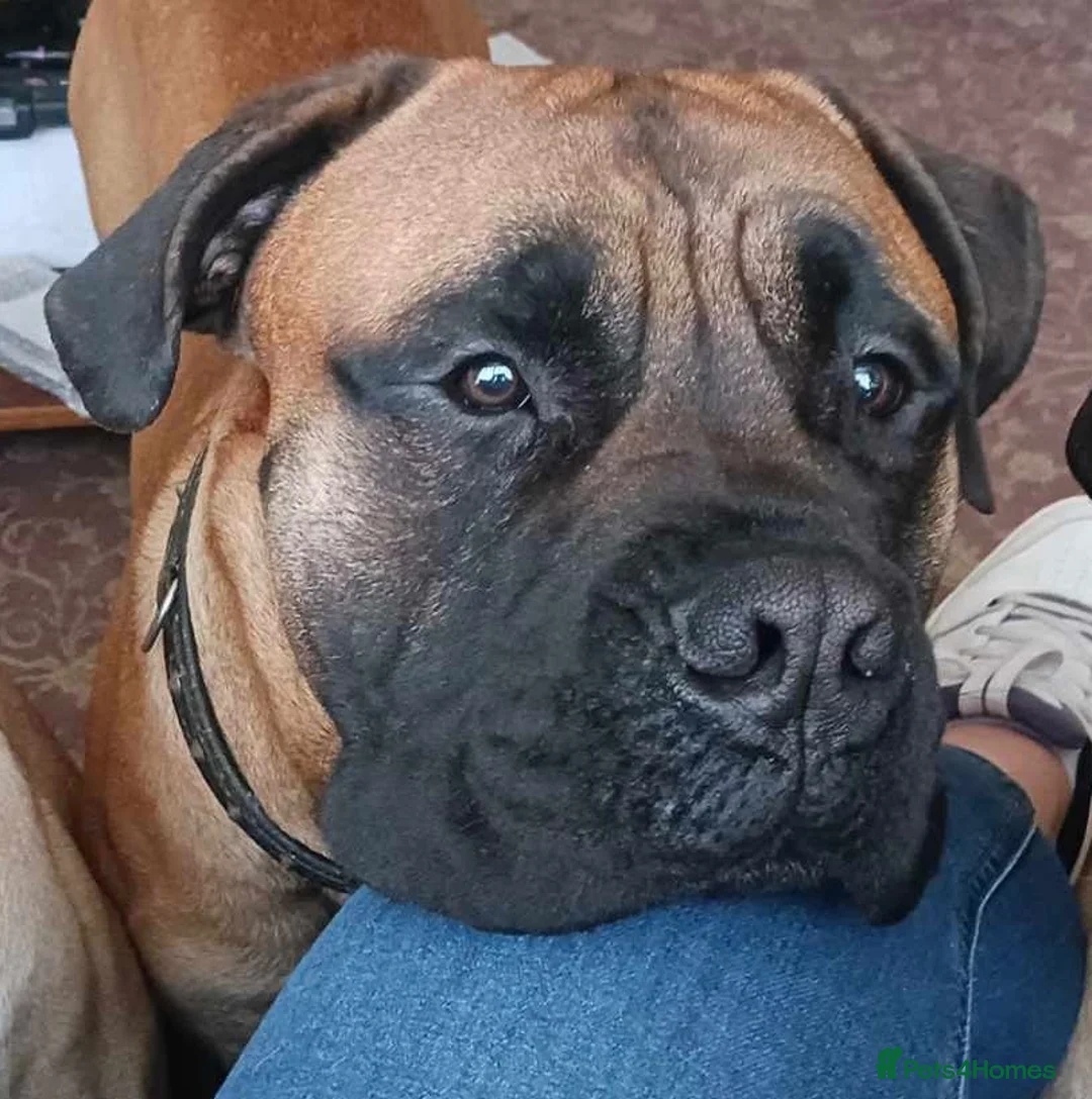 Bullmastiff dogs for sale: 🐾🐶KC BULLMASTIFF PUPPIES🐶🐾 in Wednesbury - Advert 2