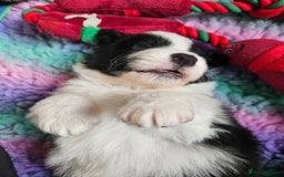 Border Collie dogs for sale: B. C. Puppies black and white kc reg - Advert 9