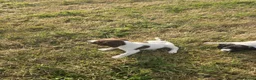English Springer Spaniel dogs for sale: Lovely Springer Spaniel pups from working parents  - Advert 3