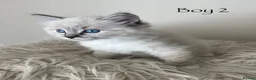 Ragdoll cats for sale: Outstanding GCCF Seal Lynx Ragdoll Kittens 🐾 - Advert 17