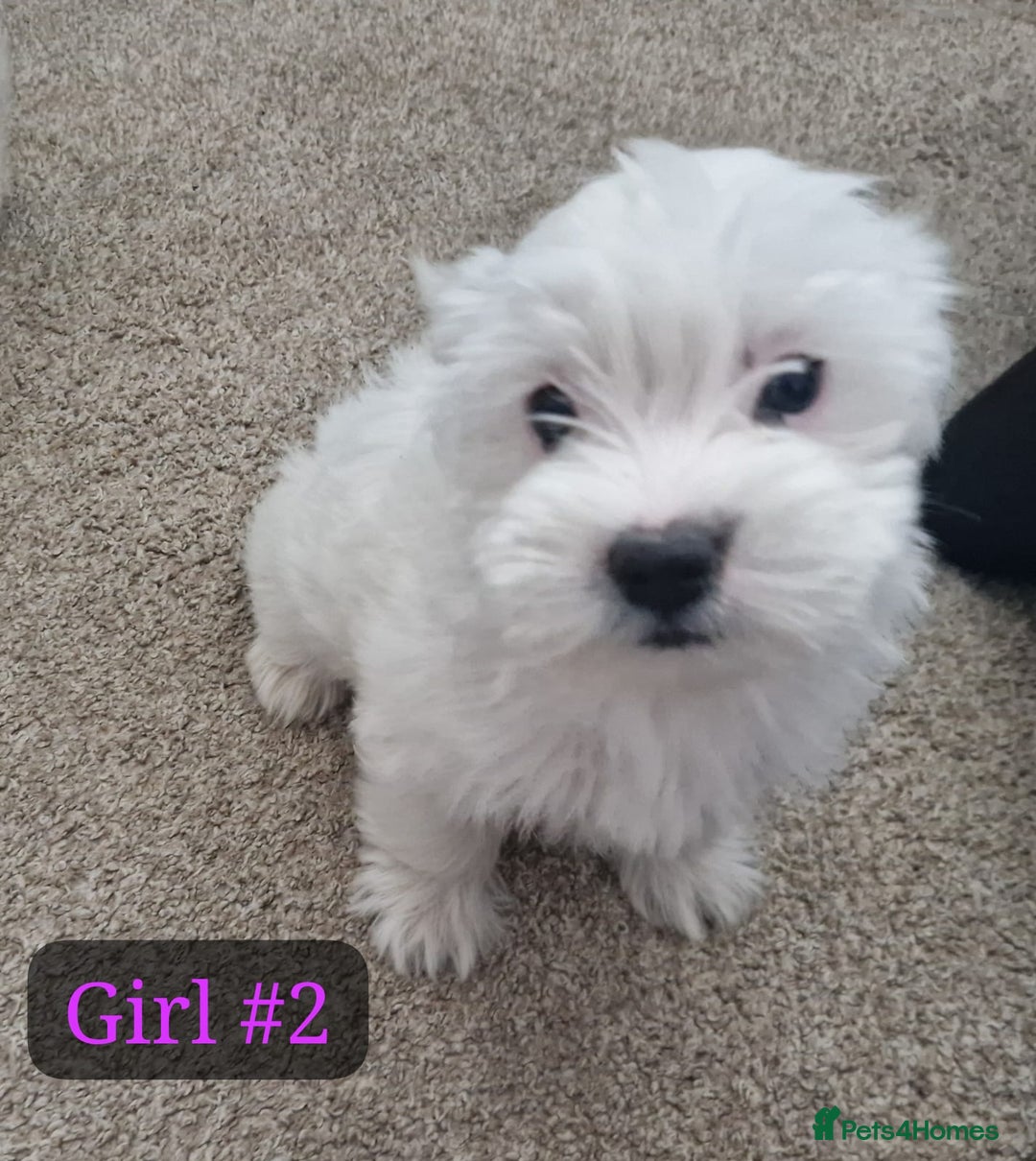 Bichon Frise dogs for sale: 3 Bichion frise girls for sale !! - Image 3
